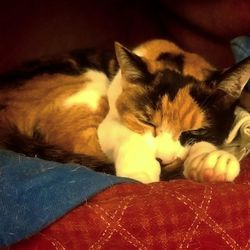 Close-up of cat sleeping on bed