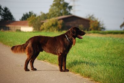 German longhaired pointer standing on road