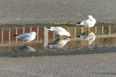 High angle view of seagulls at lakeshore