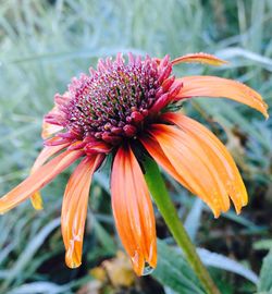 Close-up of flower blooming outdoors