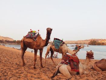 Horses on sand against sky