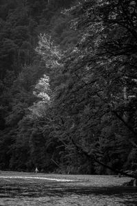 Scenic view of river amidst trees in forest