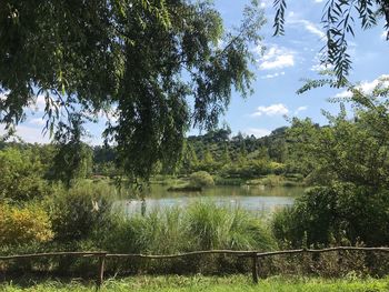 Scenic view of lake against trees in forest