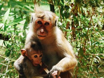 Close-up of monkeys