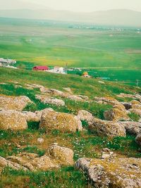Scenic view of agricultural field