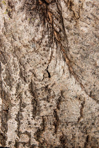 Full frame shot of tree trunk