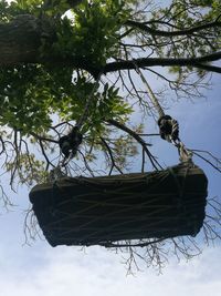 Low angle view of bird on branch against sky