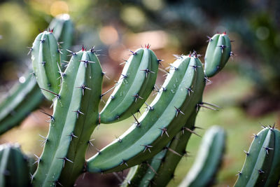 Close-up of prickly pear cactus