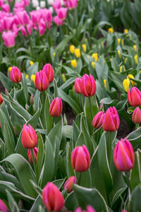 Close-up of pink tulips