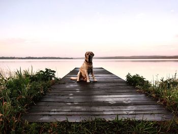 Dog on a lake