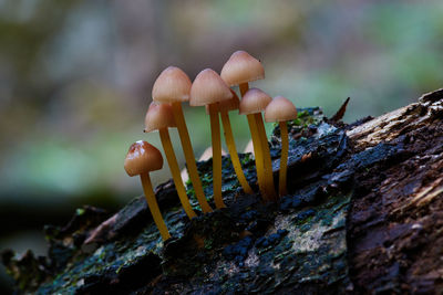 Close-up of mushroom growing on wood