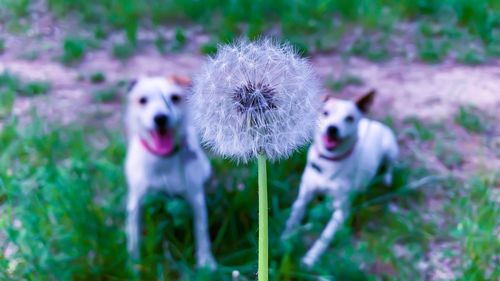 White dog in flower field