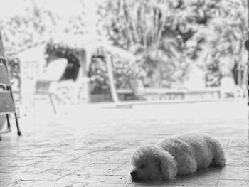 Close-up of dog relaxing outdoors