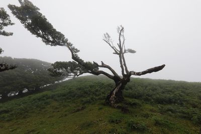 Tree on field against sky