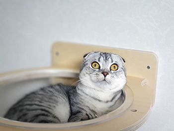 Close-up portrait of a cat