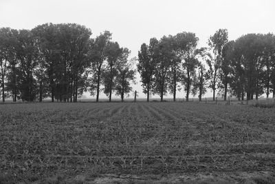 Scenic view of grassy field against sky