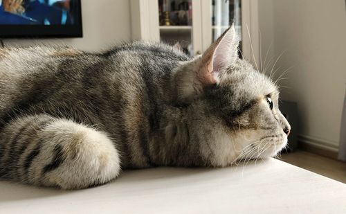 Close-up of cat resting at home