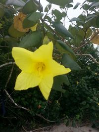 Close-up of yellow flower