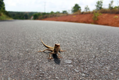 Close-up of a reptile on ground