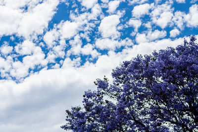 Low angle view of tree against blue sky