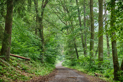 Footpath amidst trees in forest