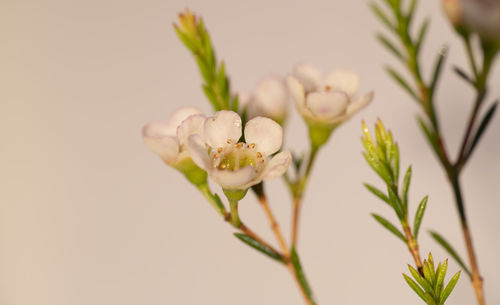 Close-up of white flowering plant