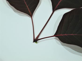 Close-up of plant over white background