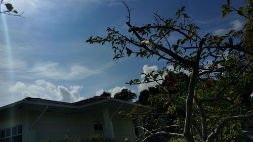 Low angle view of building and tree against sky