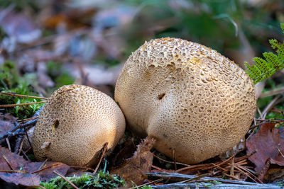 Old adult common earthball mushrooms on the forest floor with spores