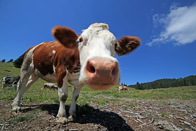 Portrait of cow standing on field against blue sky