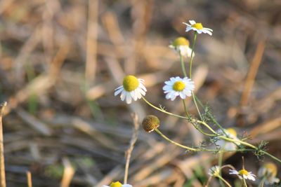 Close-up of flowering plant on field