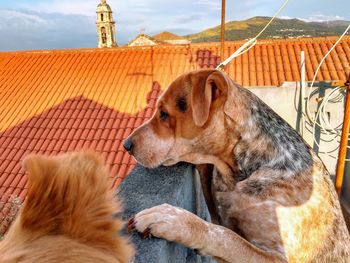 View of a dog resting