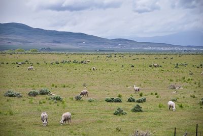 Sheep grazing utah idaho from i-84 rural farming land in the rocky mountains. united states.