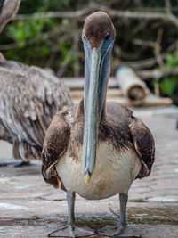 Close-up of a bird