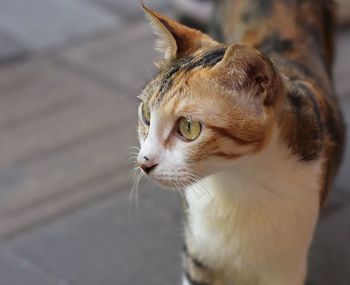 Close-up of cat looking away