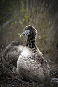 Close-up of young cormorant