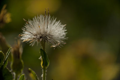 Close-up of wilted dandelion flower