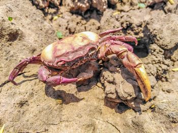 High angle view of crab on rock