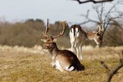 Deer standing on field against trees