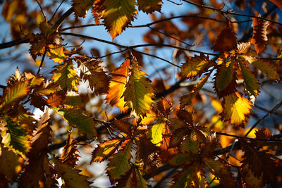 Close-up of yellow maple leaves on tree