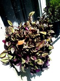 Close-up of potted plant