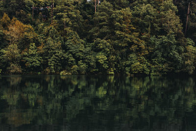 Reflection of trees in lake