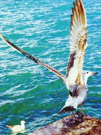 Bird flying over sea