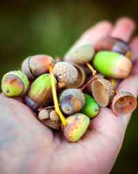 Cropped hand of person holding nuts