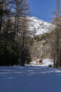Snow covered land and trees against sky