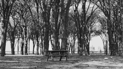 Empty chairs on bare trees against sky