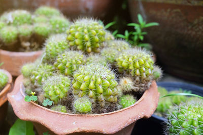 High angle view of succulent plants in pot