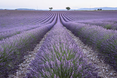 Purple flowering plants on field