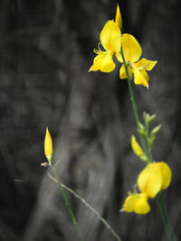 Close-up of yellow daffodil blooming outdoors