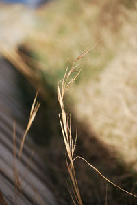 Close-up of wheat growing on field